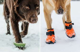 Winter Paw Protection When to Choose Wax vs Booties